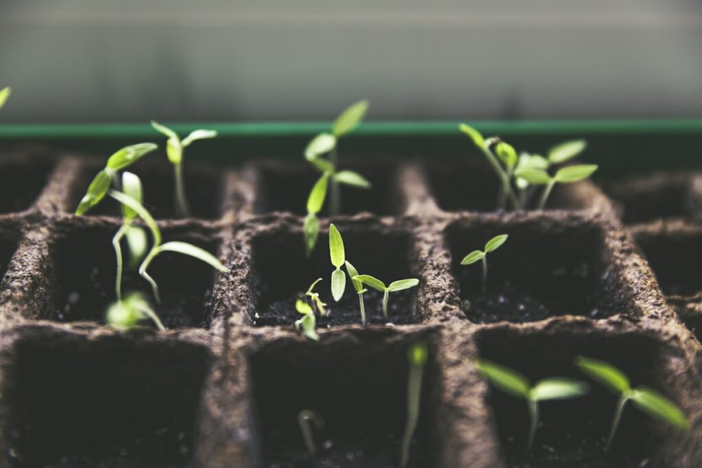 Potager avec légumes variés